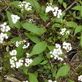 Mistflower