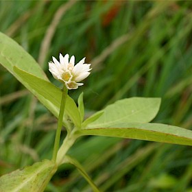 Alligator weed