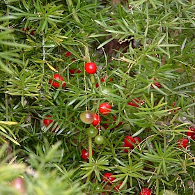 Bushy asparagus