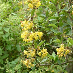 Barberry