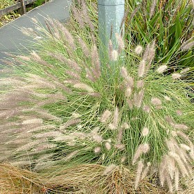 Fountain grass