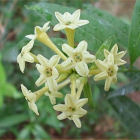 Green cestrum