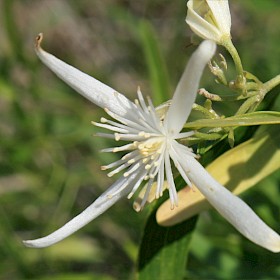 Fragrant Virgin’s Bower