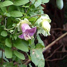 Cathedral bells