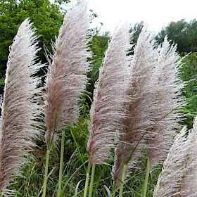 Purple pampas