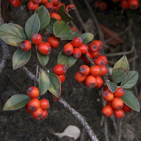 Cotoneaster