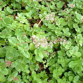 Fairy crassula