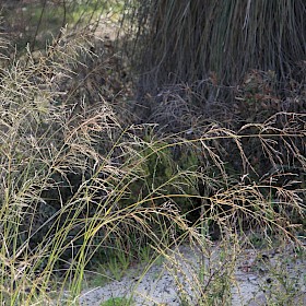 African lovegrass