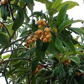 Loquat