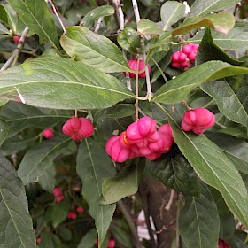 Spindle tree