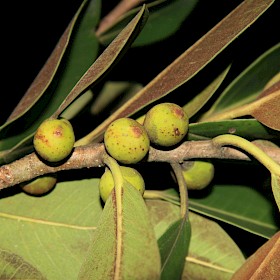 Port Jackson fig