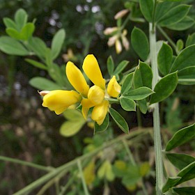 Montpellier broom