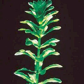 Hydrilla