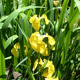 Yellow flag iris