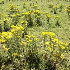 Photo: Waikato Regional Council