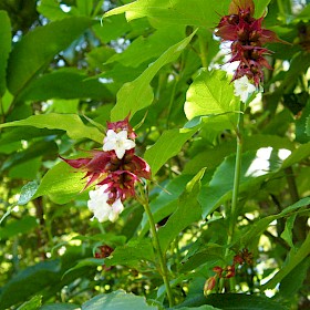 Himalayan honeysuckle