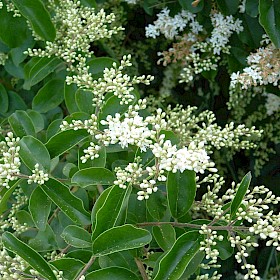 Chinese privet