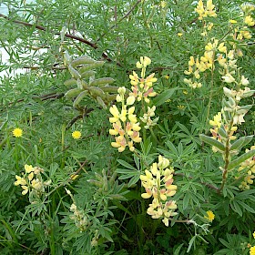 Tree lupin