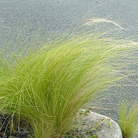 Finestem needlegrass