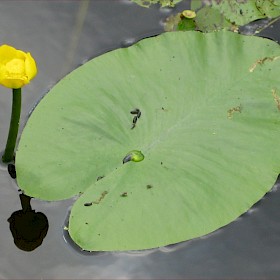 Yellow water lily