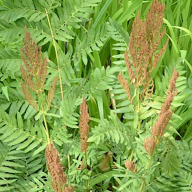 Royal fern