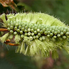 Brush wattle