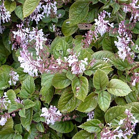 Plectranthus