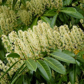 Cherry laurel