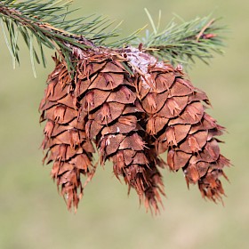 Douglas fir