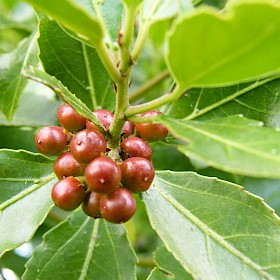 Evergreen buckthorn