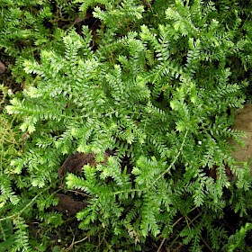 African club moss