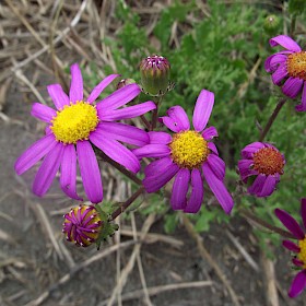 Purple groundsel