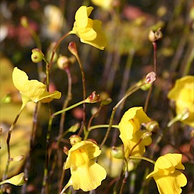 Bladderwort