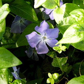 Periwinkle