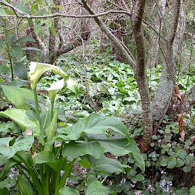 Arum lily