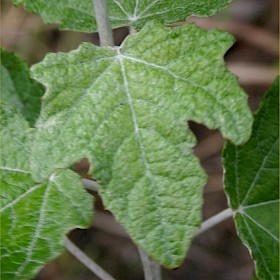 White poplar