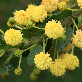 Kangaroo acacia