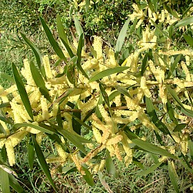 Sydney golden wattle