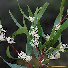 Willow-leaved hakea