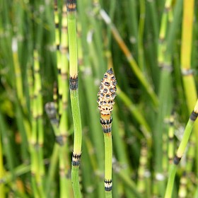 Rough horsetail