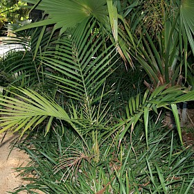 Bangalow palm