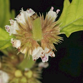 Gypsywort