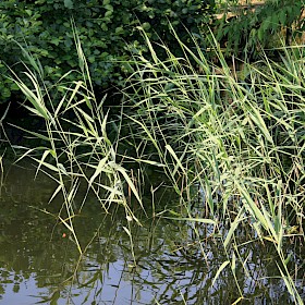 Phragmites