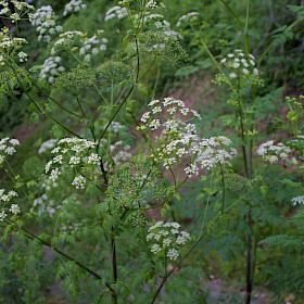 Hemlock