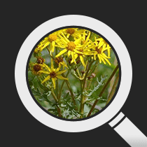 Magnifying glass examining a weed